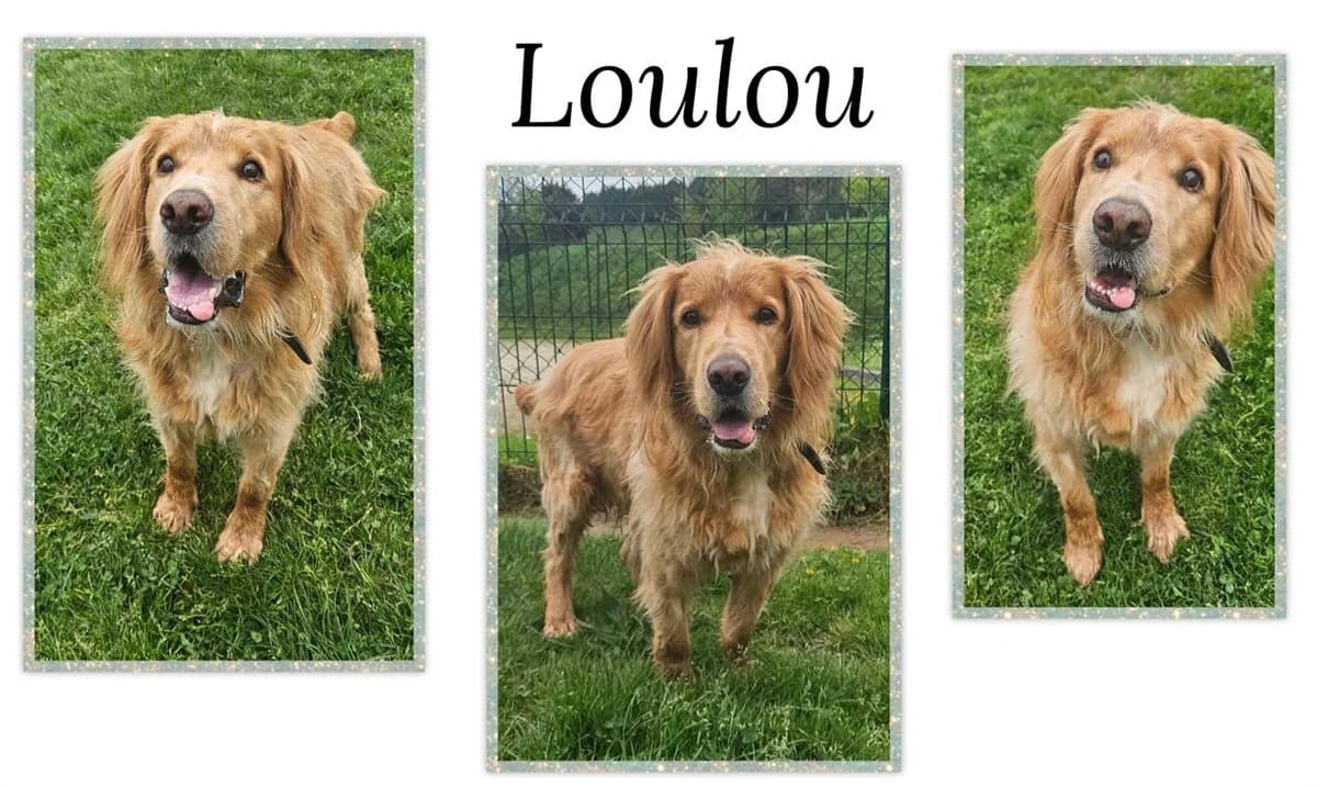 LOULOU, male Golden Retriever for adoption at SPA Cherbourg (Cotentin), Cherbourg