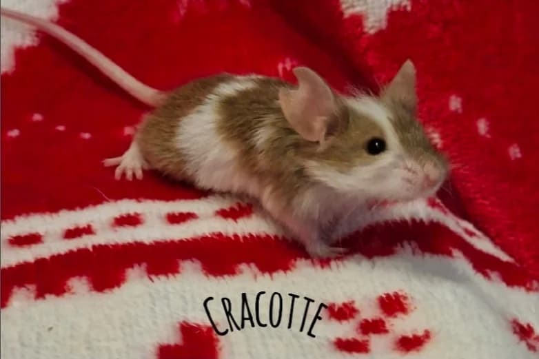 CRACOTTE, female mixed breed for adoption at SPA Cherbourg (Cotentin), Cherbourg