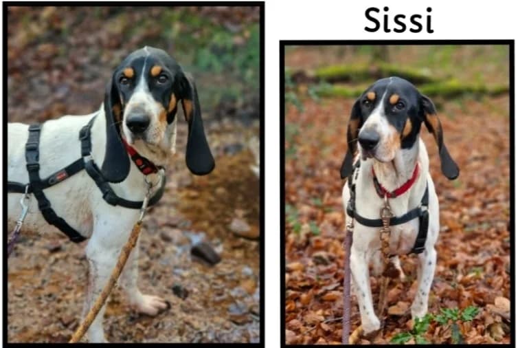SISSI, female mixed breed for adoption at SPA Cherbourg (Cotentin), Cherbourg