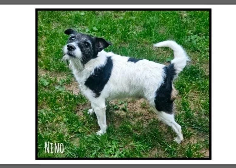 NINO, male senior Jack Russell Terrier for adoption at SPA Cherbourg (Cotentin), Cherbourg