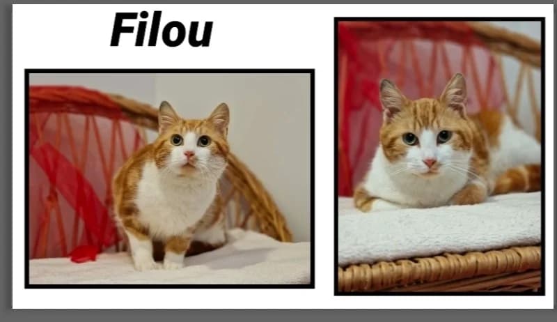 FILOU réservé, male mixed breed for adoption at SPA Cherbourg (Cotentin), Cherbourg