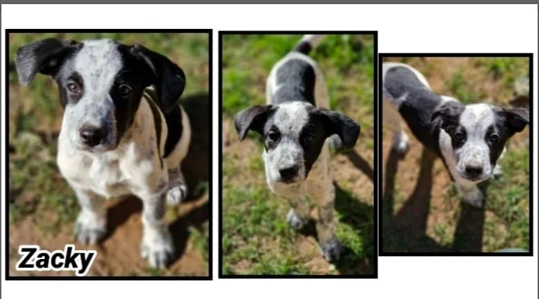 ZACKY réservé, male Mixed Breed for adoption at SPA Cherbourg (Cotentin), Cherbourg