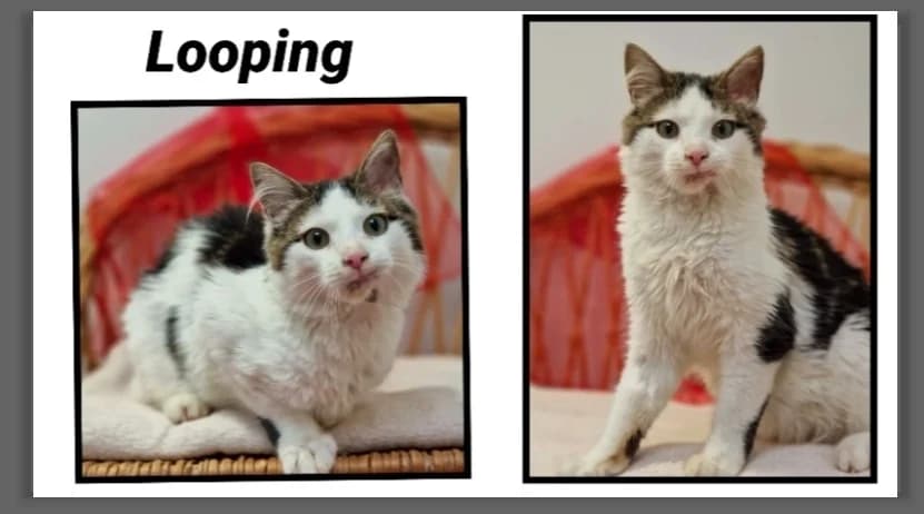 LOOPING, male mixed breed for adoption at SPA Cherbourg (Cotentin), Cherbourg