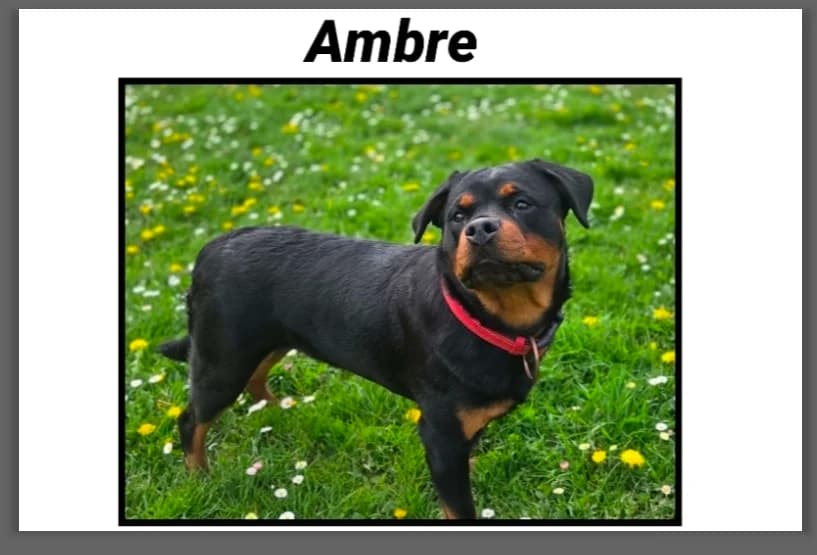 AMBRE, female Rottweiler for adoption at SPA Cherbourg (Cotentin), Cherbourg