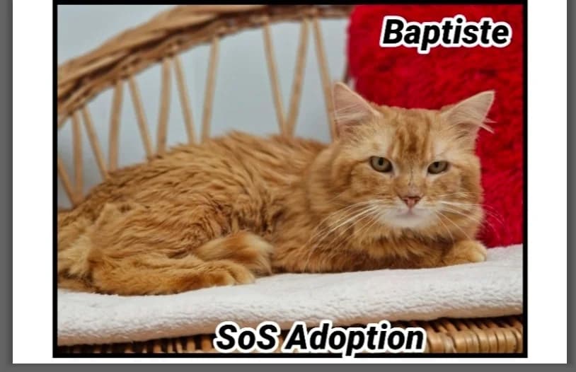BAPTISTE, male 4yo Mixed Breed for adoption at SPA Cherbourg (Cotentin), Cherbourg