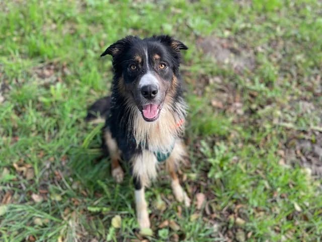 VORDEL, male Border Collie for adoption at SPA Le Mans (Yvré-L'Évêque)
