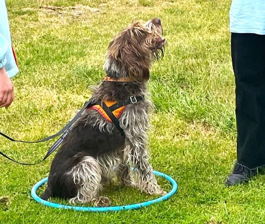 GEORGE, male senior Mixed Breed for adoption at SPA Le Mans (Yvré-L'Évêque)