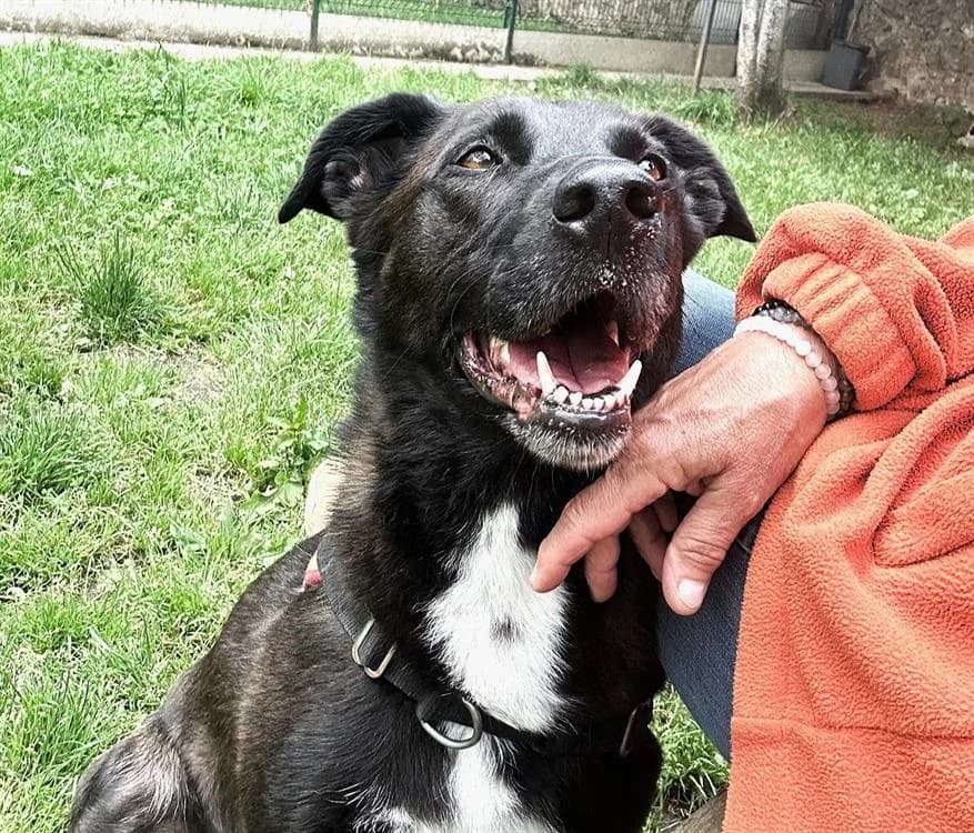 VUMPER, female 7yo Labrador Retriever for adoption at SPA Le Mans (Yvré-L'Évêque)