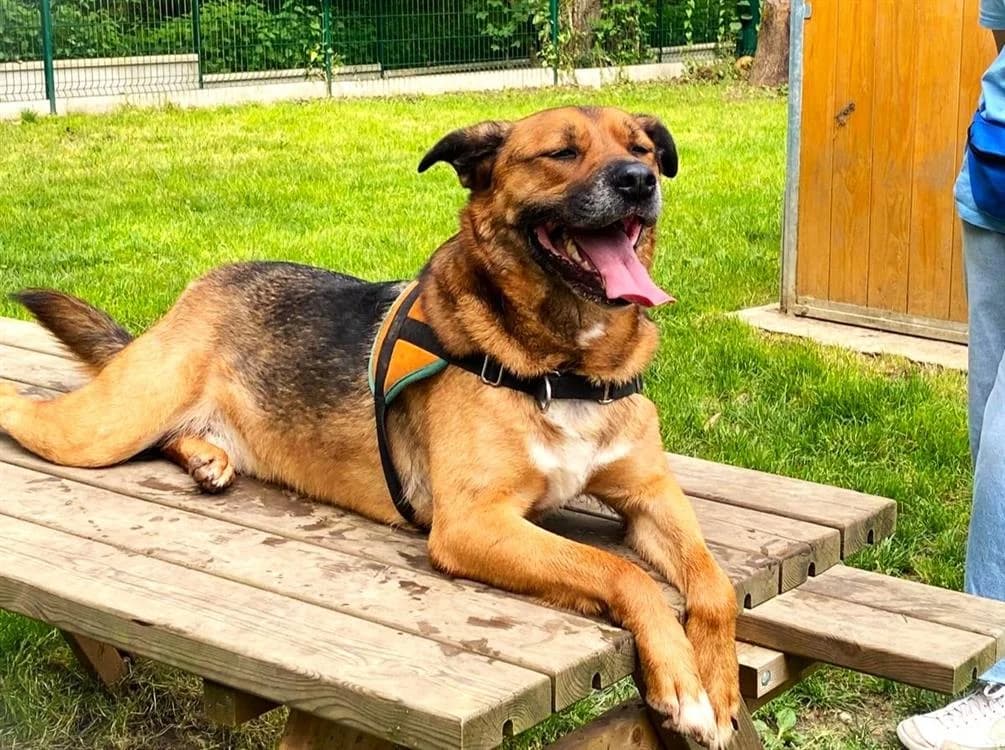 DARYL, male senior Mixed Breed for adoption at SPA Le Mans (Yvré-L'Évêque)