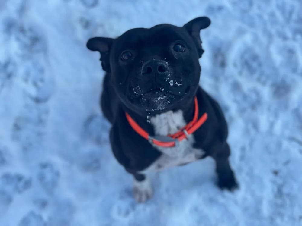 THOR, male Staffordshire Bull Terrier for adoption at SPA Le Mans (Yvré-L'Évêque)