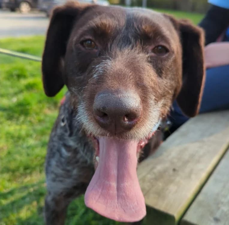 ALF, male 6yo mixed breed for adoption at SPA Le Mans (Yvré-L'Évêque)