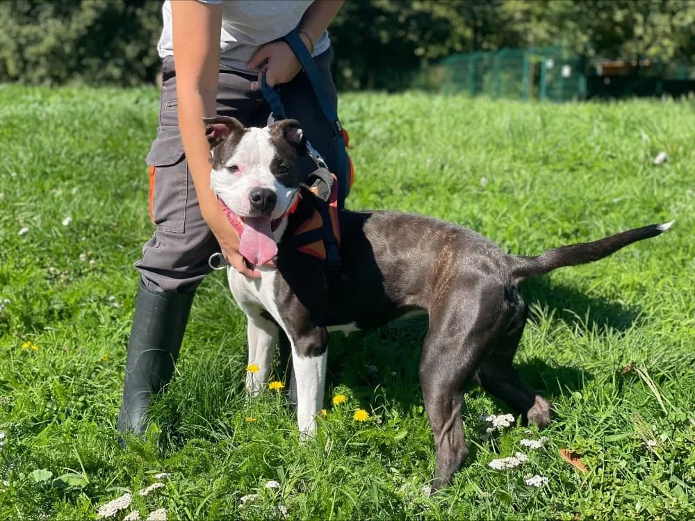 MARYSE, female Mixed Breed for adoption at SPA Le Mans (Yvré-L'Évêque)