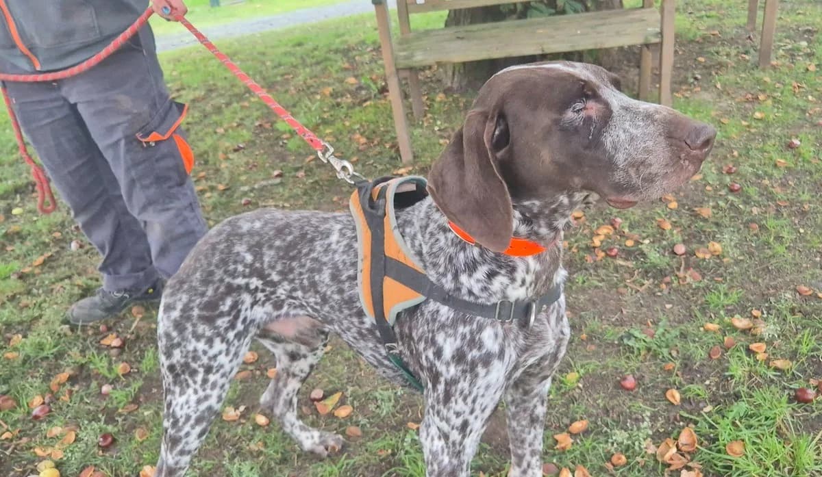 ALADIN, male German Shorthaired Pointer for adoption at SPA Le Mans (Yvré-L'Évêque)