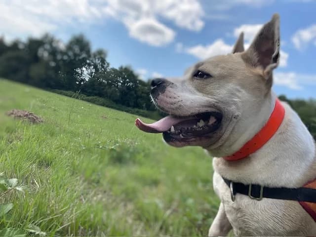 RUBEN, male 4yo American Bully for adoption at SPA Le Mans (Yvré-L'Évêque)