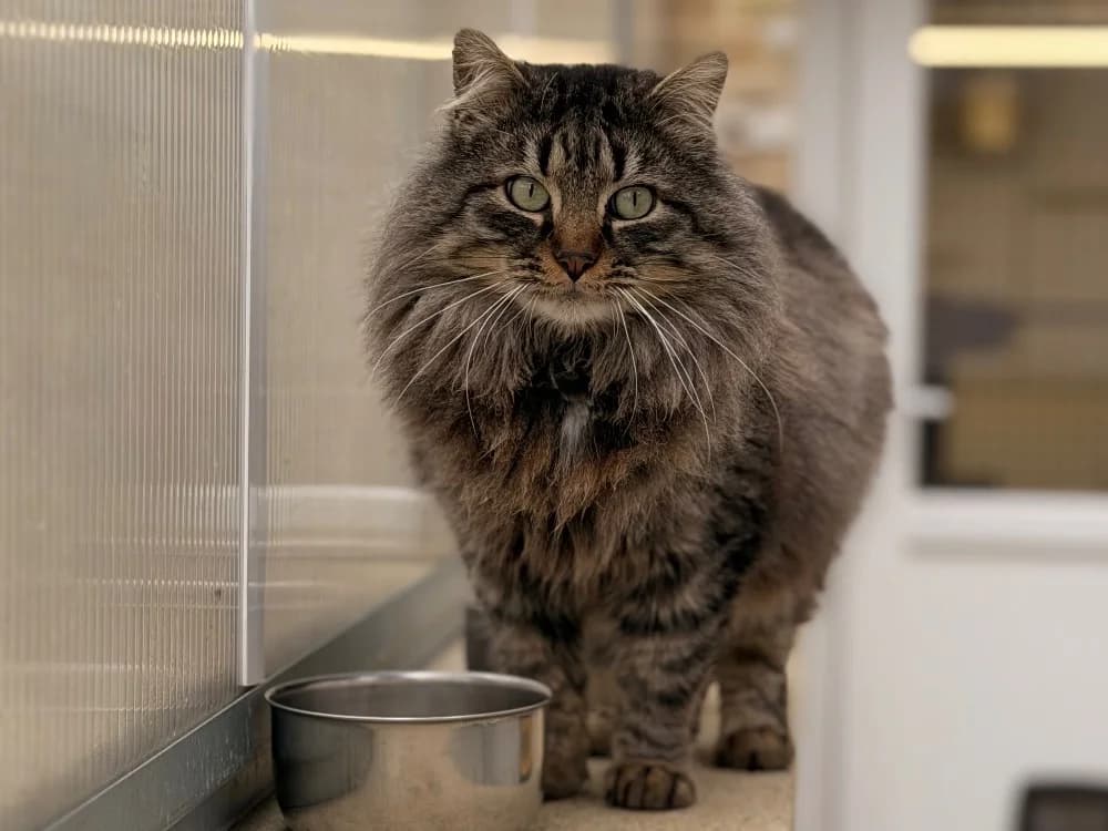 CATWOLF, male mixed breed for adoption at SPA Le Mans (Yvré-L'Évêque)