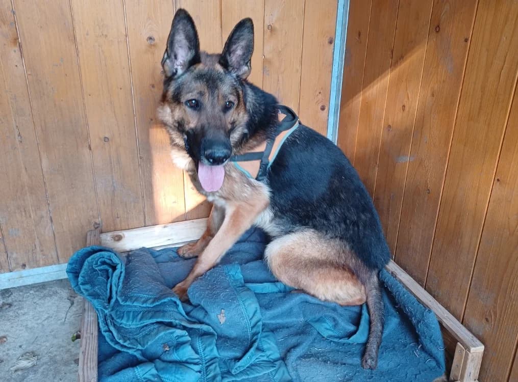 SHERLOCK, male German Shepherd for adoption at SPA Le Mans (Yvré-L'Évêque)