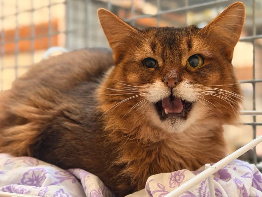 ZAMPA, female senior mixed breed for adoption at SPA Le Mans (Yvré-L'Évêque)