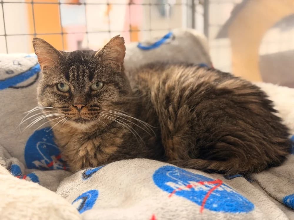 SHERMAN, male 4yo mixed breed for adoption at SPA Le Mans (Yvré-L'Évêque)