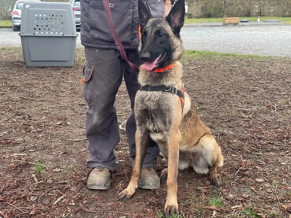 VENUS, female young Mixed Breed for adoption at SPA Le Mans (Yvré-L'Évêque)