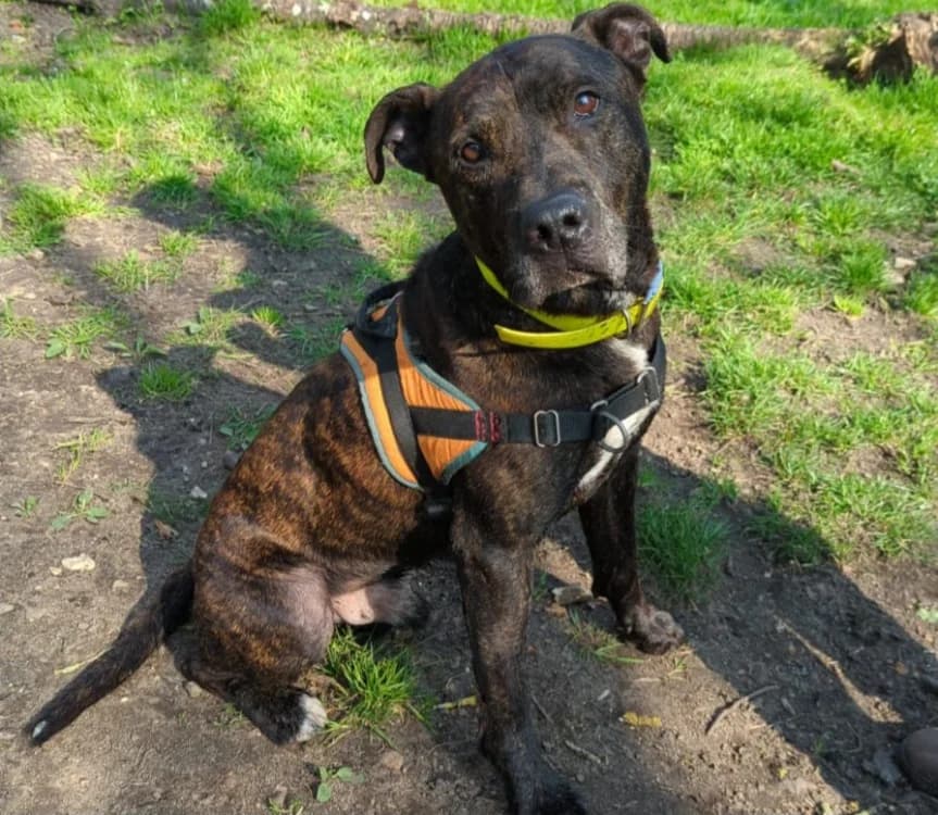 TIPIAK, male Mixed Breed for adoption at SPA Le Mans (Yvré-L'Évêque)