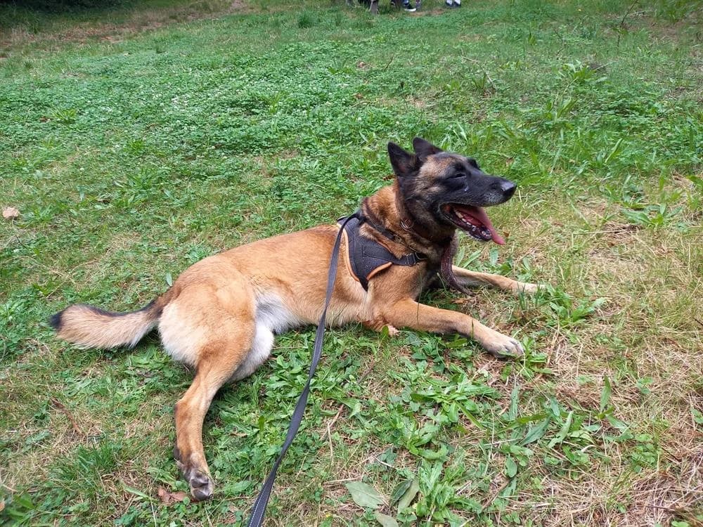 PAIDGE, female Belgian Malinois for adoption at SPA Le Mans (Yvré-L'Évêque)