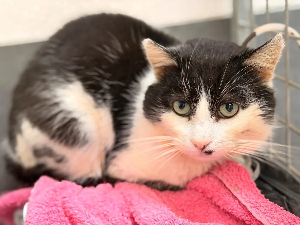 JONATHAN, male 7yo mixed breed for adoption at SPA Le Mans (Yvré-L'Évêque)