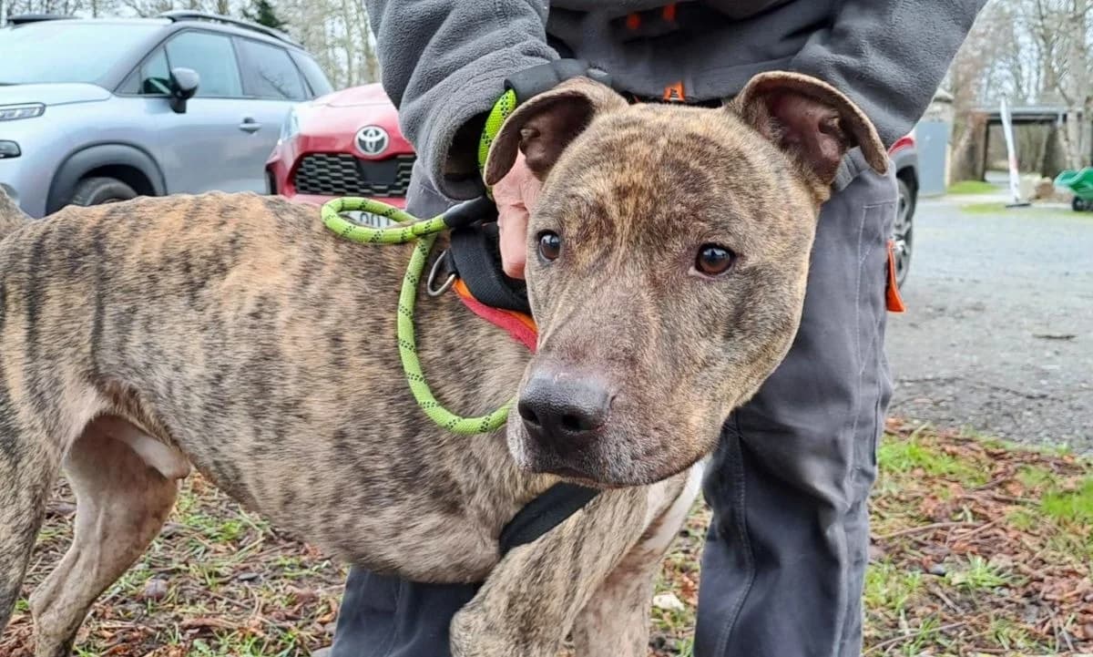 OSHA, male mixed breed for adoption at SPA Le Mans (Yvré-L'Évêque)