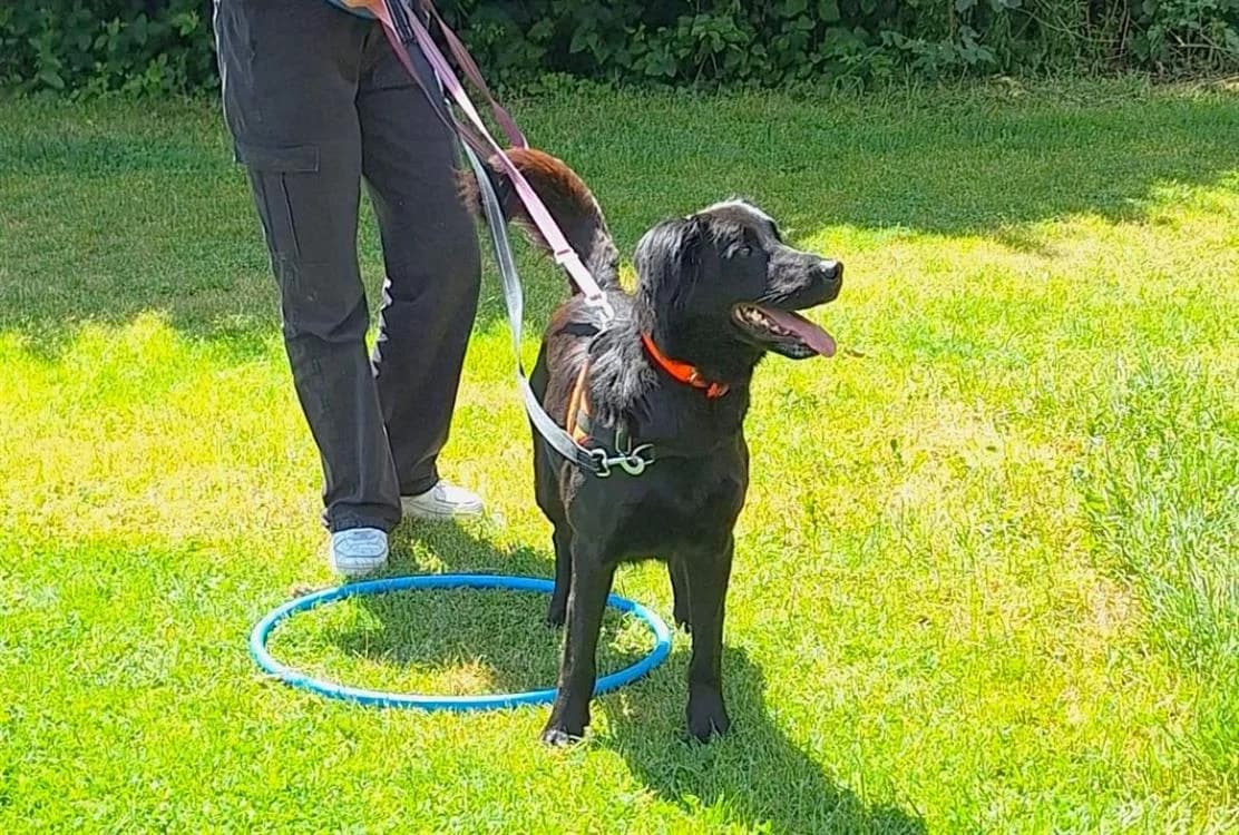 ROXY, female German Shepherd for adoption at SPA Le Mans (Yvré-L'Évêque)