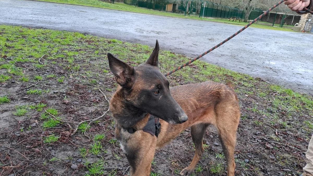 TIJUANA, female Belgian Malinois for adoption at SPA Le Mans (Yvré-L'Évêque)