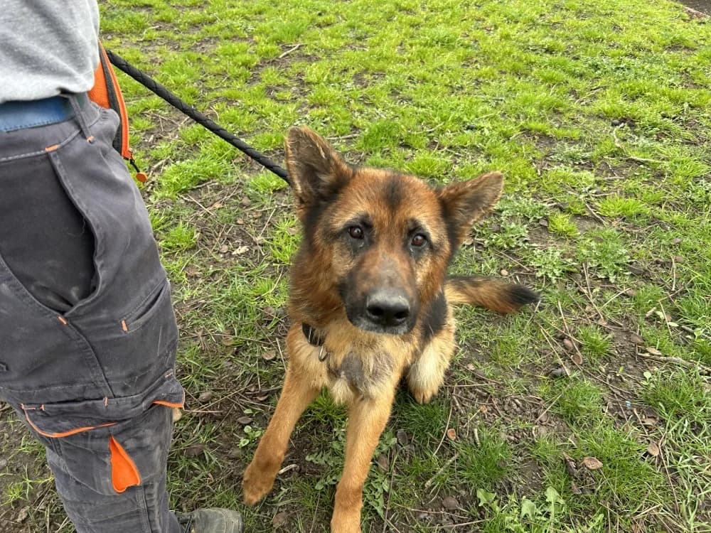 GRAFF, male German Shepherd for adoption at SPA Le Mans (Yvré-L'Évêque)