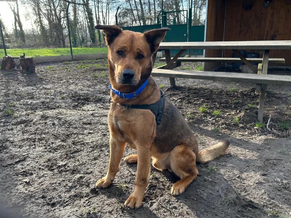 SKOOBY, male Mixed Breed for adoption at SPA Le Mans (Yvré-L'Évêque)