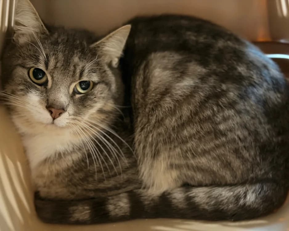 GOBI, female mixed breed for adoption at SPA Le Mans (Yvré-L'Évêque)