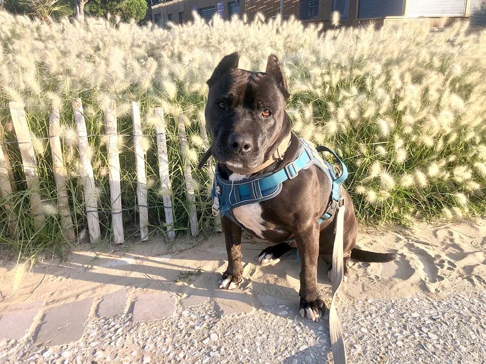 CHANEL, female senior American Bully for adoption at SPA Le Mans (Yvré-L'Évêque)