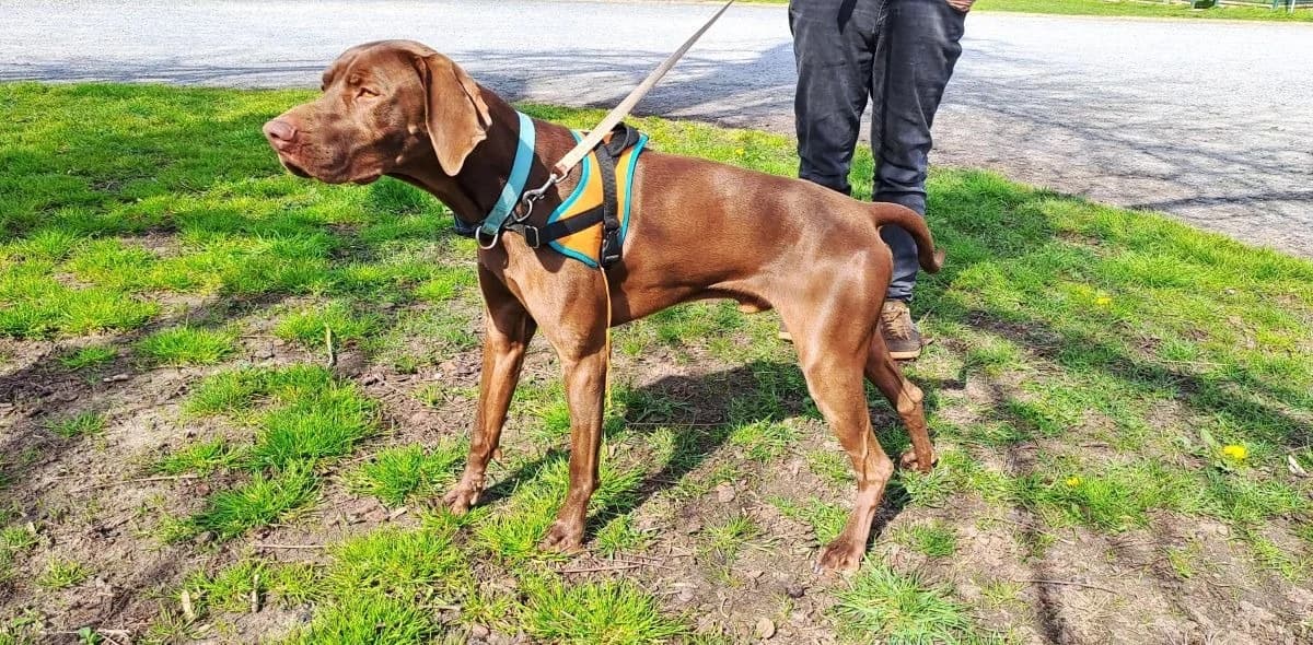 SANKO, male German Shorthaired Pointer for adoption at SPA Le Mans (Yvré-L'Évêque)