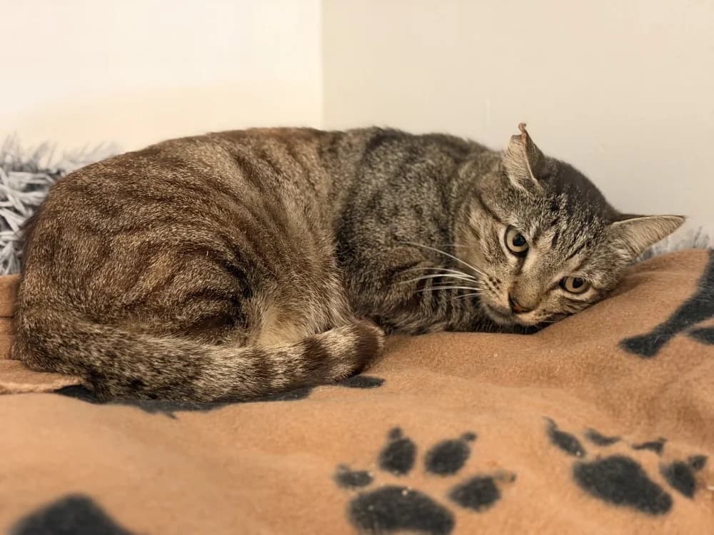GILEAD, male 5yo mixed breed for adoption at SPA Le Mans (Yvré-L'Évêque)