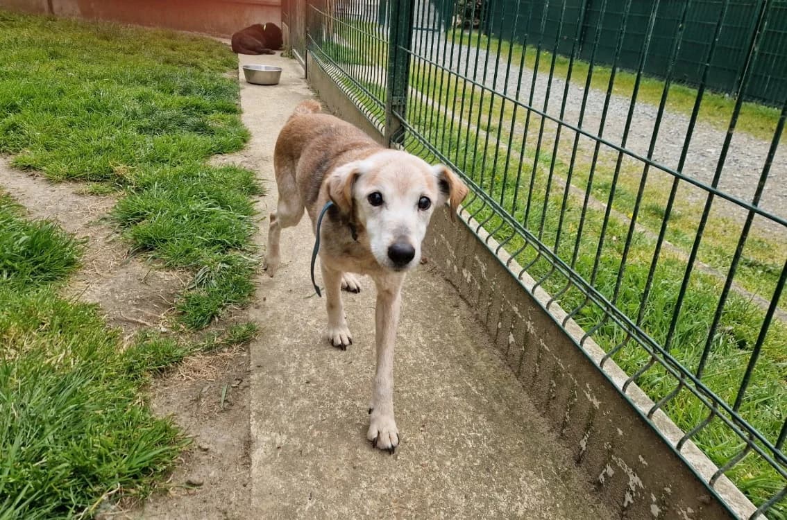 LOUKY, male Jack Russell Terrier for adoption at SPA Le Mans (Yvré-L'Évêque)