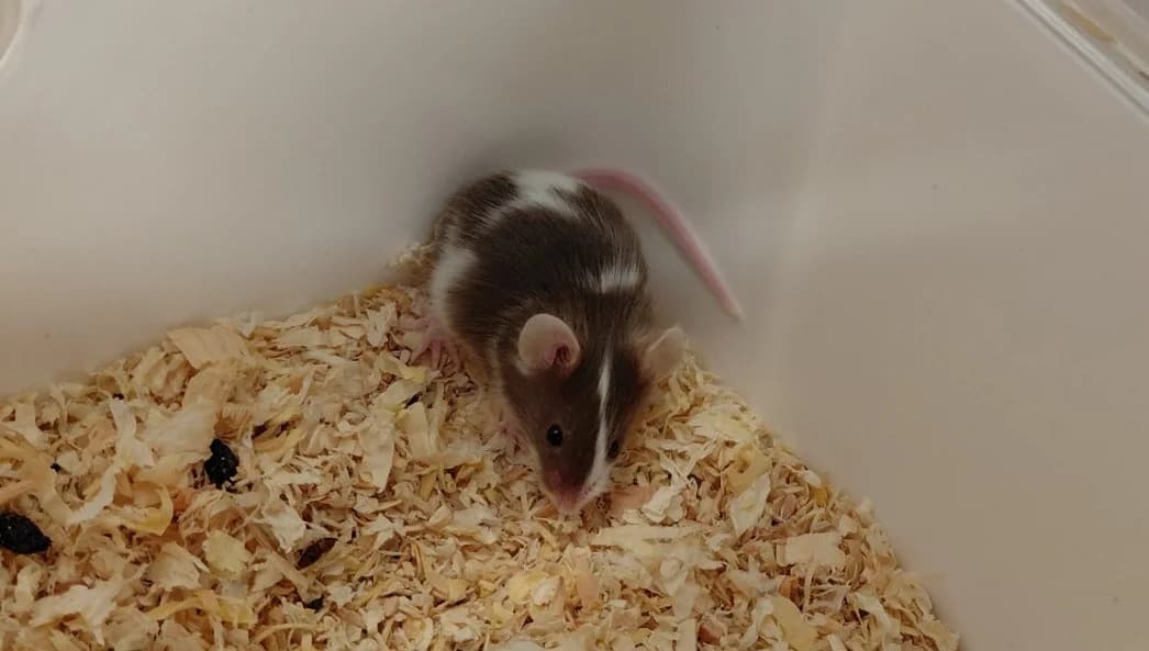 MARTINI, female mixed breed for adoption at SPA Le Mans (Yvré-L'Évêque)