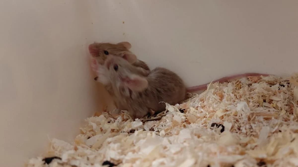 TEQUILA, beige female mixed breed for adoption at SPA Le Mans (Yvré-L'Évêque)