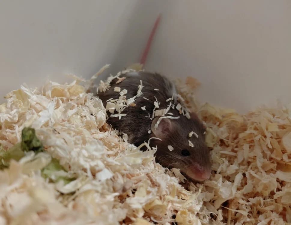 TIPUNCH, gris et blanc male mixed breed for adoption at SPA Le Mans (Yvré-L'Évêque)