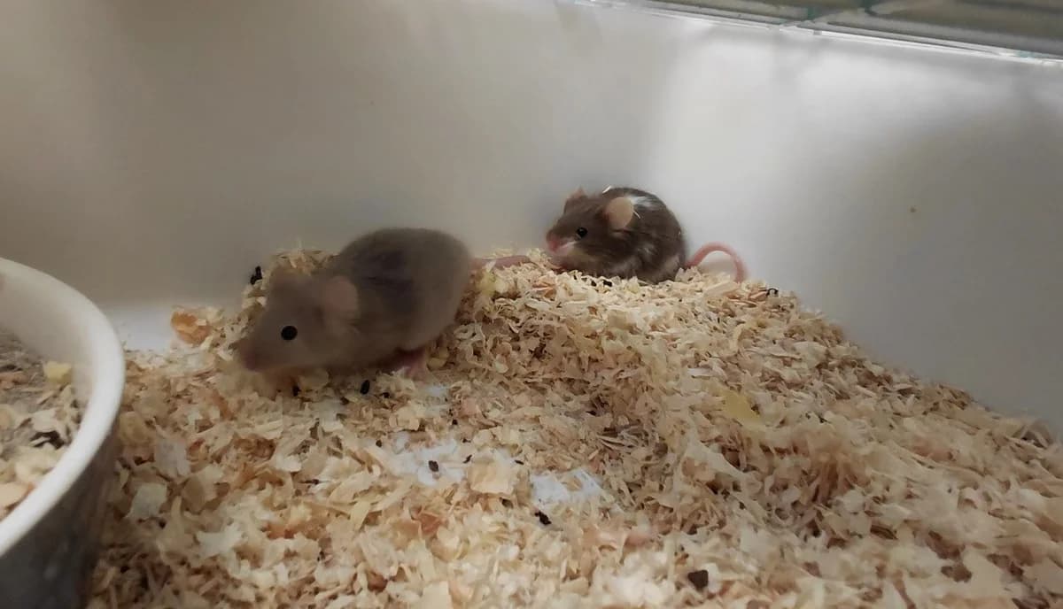 MOJITO, male mixed breed for adoption at SPA Le Mans (Yvré-L'Évêque)