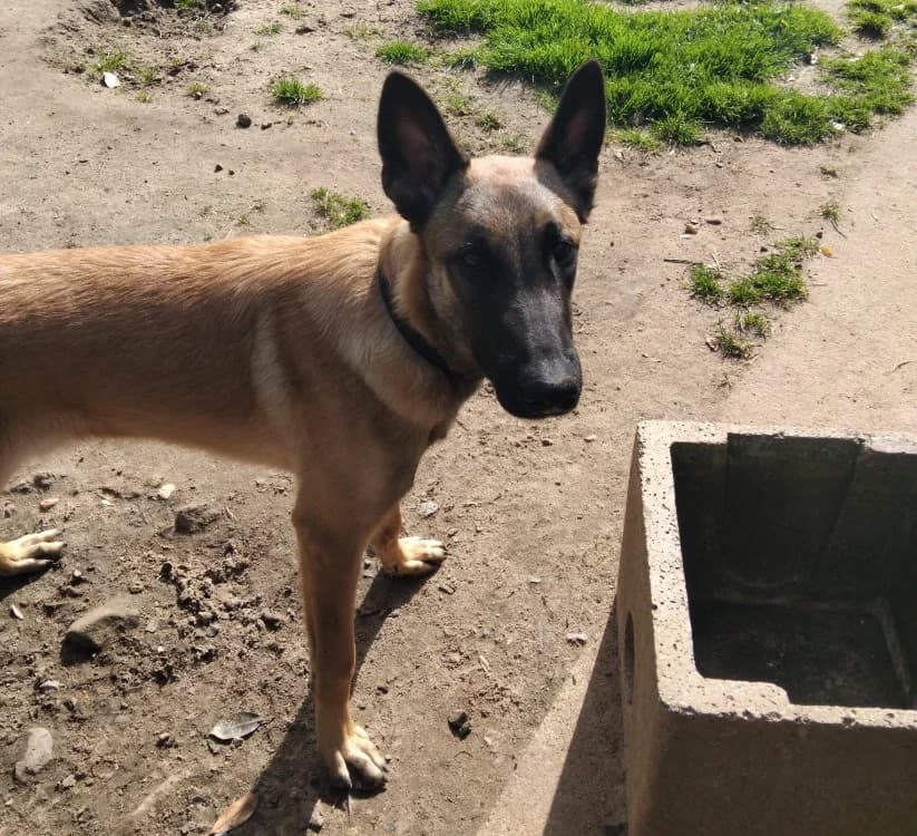 APOLLO, male Belgian Malinois for adoption at SPA Le Mans (Yvré-L'Évêque)