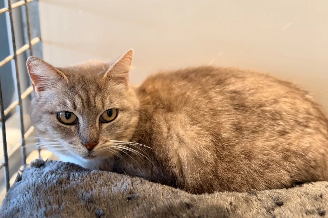 FLEUR, female mixed breed for adoption at SPA Le Mans (Yvré-L'Évêque)