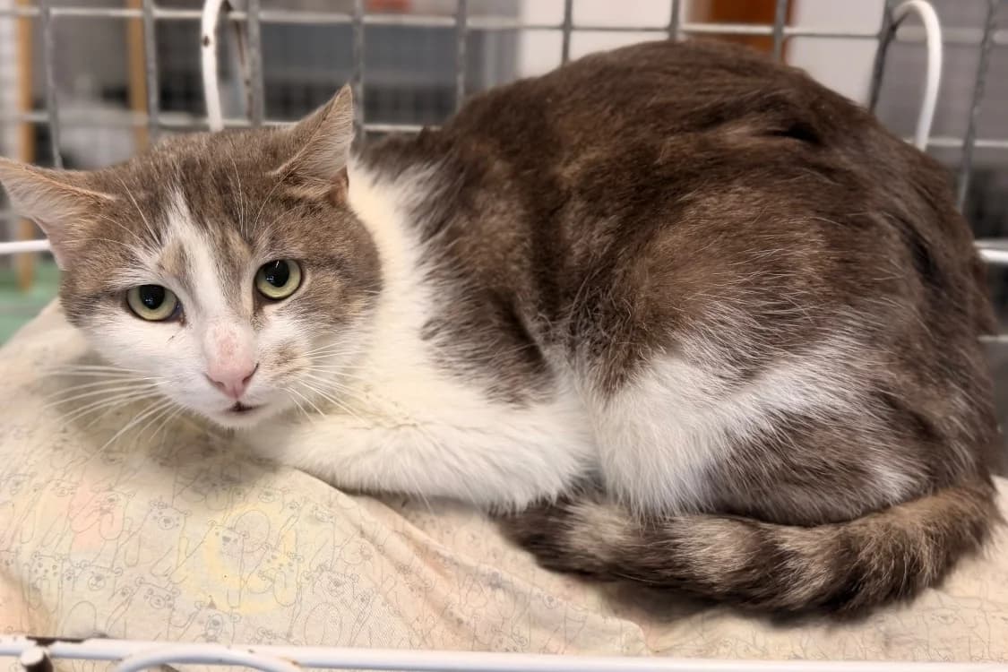 AZAR, male mixed breed for adoption at SPA Le Mans (Yvré-L'Évêque)