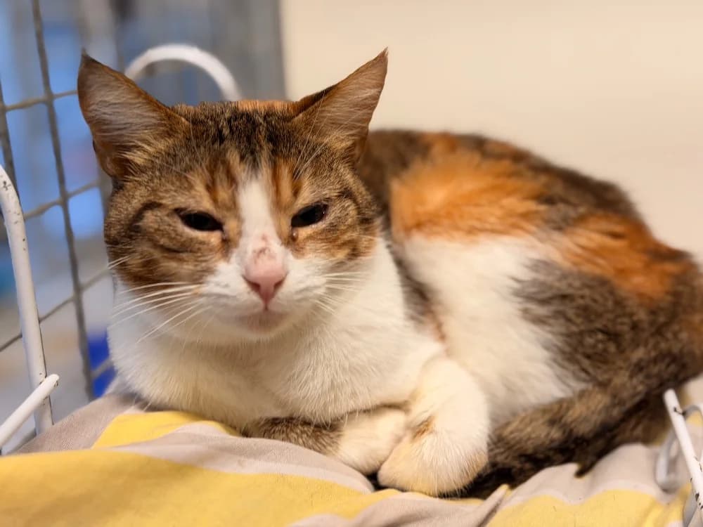 DUNE, female mixed breed for adoption at SPA Le Mans (Yvré-L'Évêque)