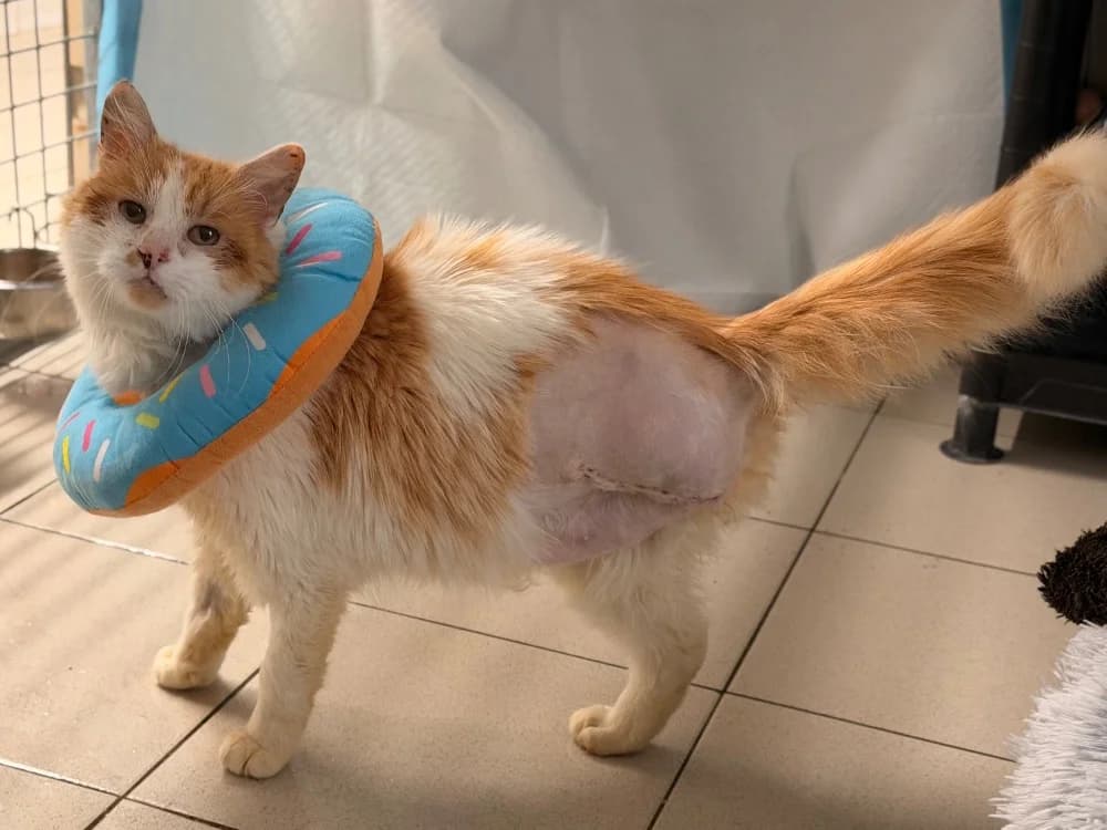 GROOMY, male mixed breed for adoption at SPA Le Mans (Yvré-L'Évêque)