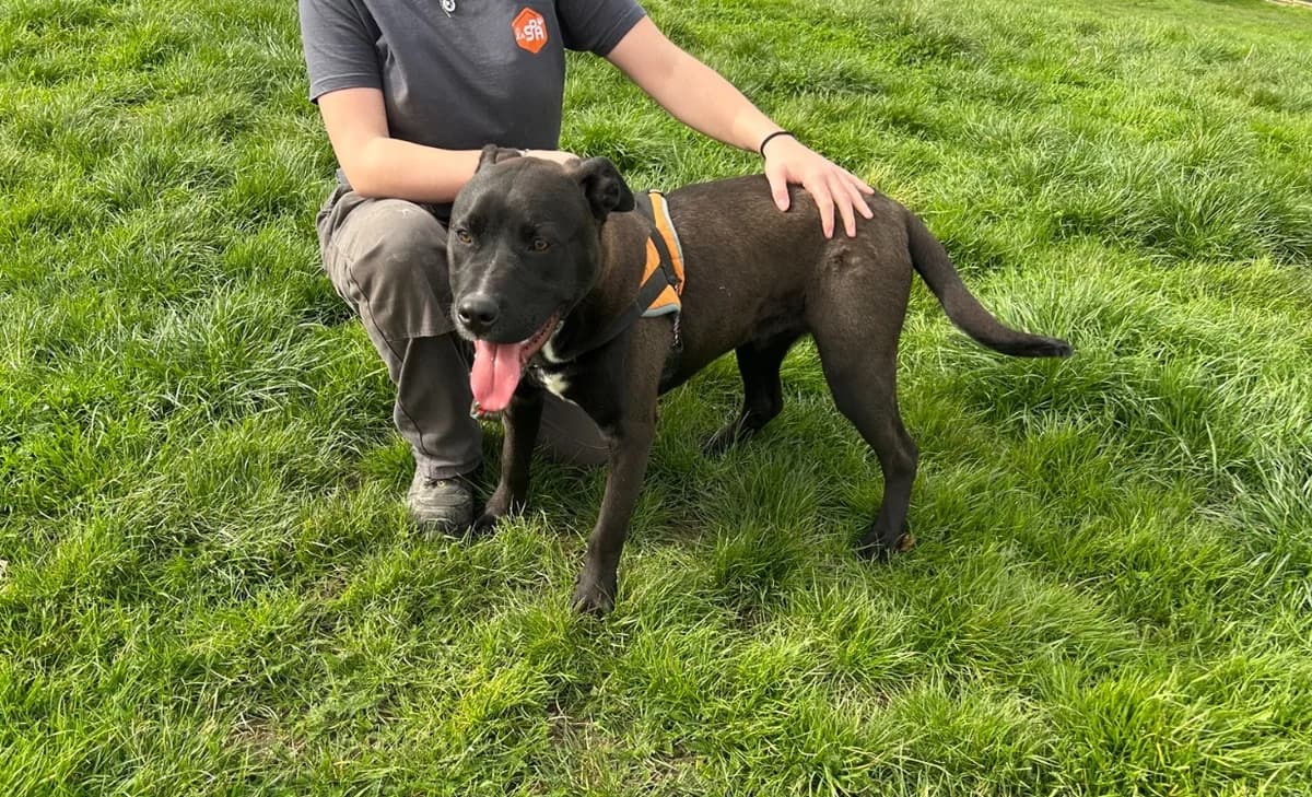 BANDY, male Labrador Retriever for adoption at SPA Le Mans (Yvré-L'Évêque)