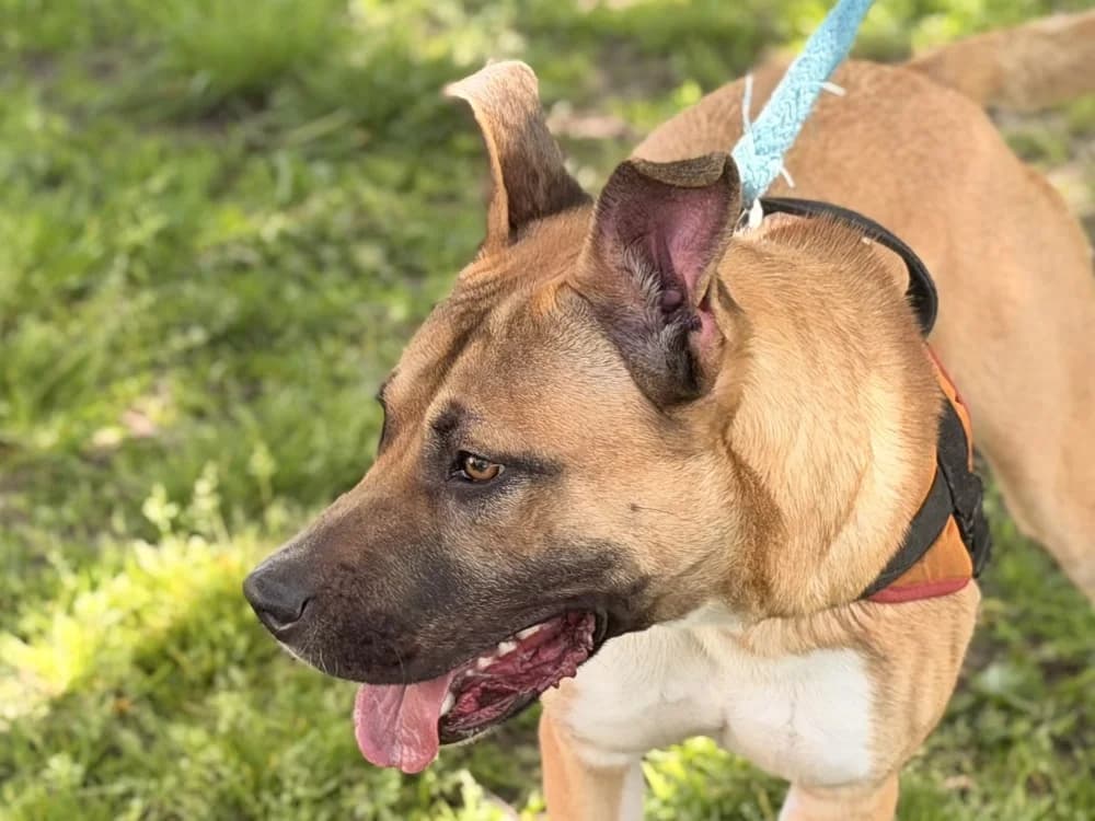 WII, female Mixed Breed for adoption at SPA Le Mans (Yvré-L'Évêque)