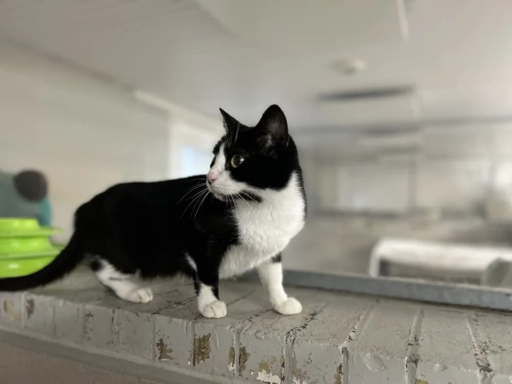 HATARI (réservée), female mixed breed for adoption at SPA Le Mans (Yvré-L'Évêque)