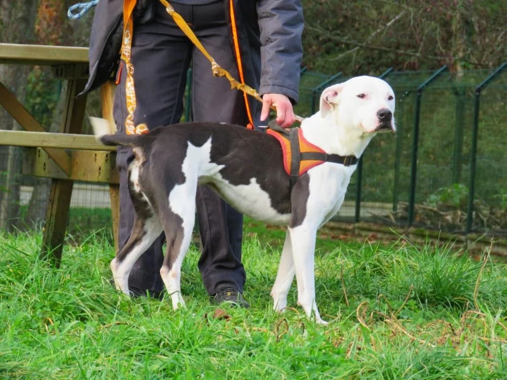 SNOWBALL, female mixed breed for adoption at SPA Le Mans (Yvré-L'Évêque)