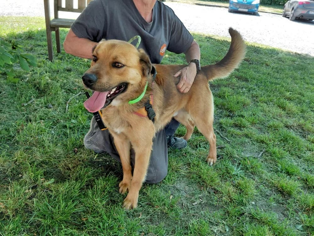 PANOS, male 4yo Mixed Breed for adoption at SPA Le Mans (Yvré-L'Évêque)